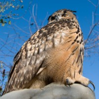European Eagle Owl